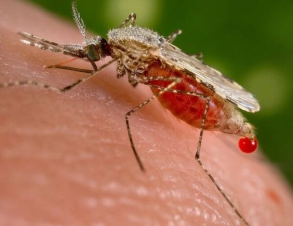โรคไข้มาลาเรีย
